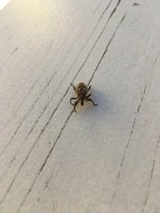 Coniocleonus excoriatus