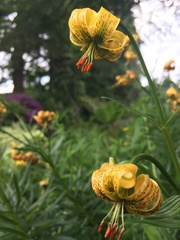 Lilium pyrenaicum
