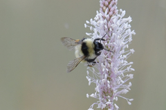 Bombus armeniacus