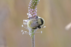 Bombus armeniacus