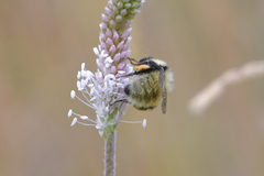 Bombus armeniacus
