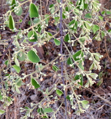 Grewia orbiculata