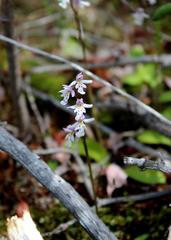 Galearis rotundifolia
