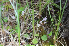 Galearis rotundifolia