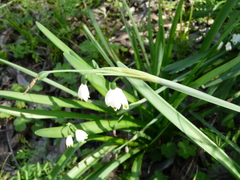 Leucojum