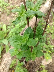 Heliotropium angiospermum