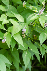 Orbexilum onobrychis