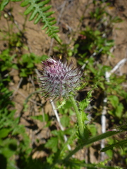 Cirsium edule