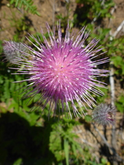 Cirsium edule