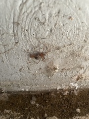 Araneae