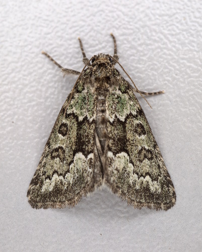 Poliobrya