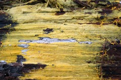 Piloderma