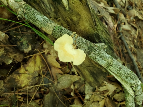 photo of Bracket Fungi (Polyporaceae)