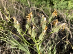 Crepis atribarba originalis