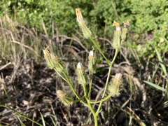 Crepis atribarba originalis