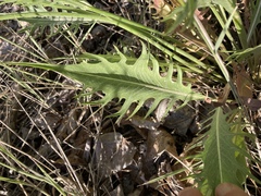 Crepis atribarba originalis