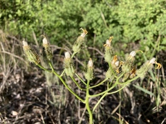 Crepis atribarba originalis