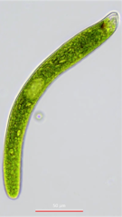 Euglena ehrenbergii