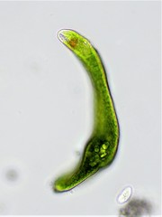 Euglena ehrenbergii