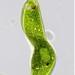 Euglena ehrenbergii - Photo (c) Vicente Franch Meneu, some rights reserved (CC BY-NC), uploaded by Vicente Franch Meneu