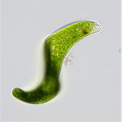 Euglena ehrenbergii