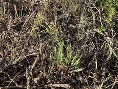 Crepis atribarba originalis