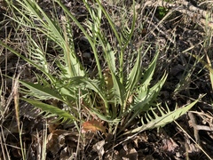Crepis atribarba originalis