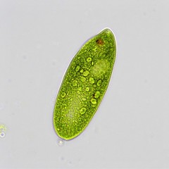 Euglena ehrenbergii
