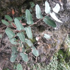 Astrolepis crassifolia