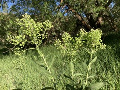 Lepidium chalepense