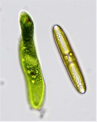 Euglena ehrenbergii