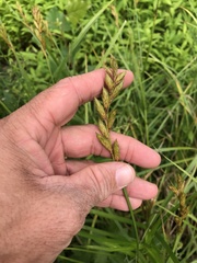 Carex muskingumensis