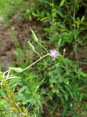 Lactuca graminifolia