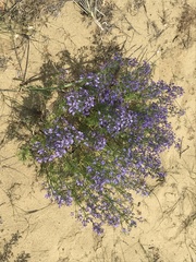 Teucrium orientale