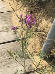 Astragalus brachylobus