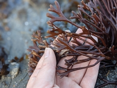 Ahnfeltiopsis linearis