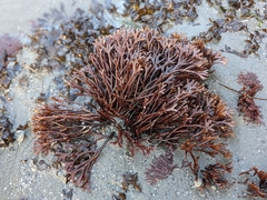 Ahnfeltiopsis linearis