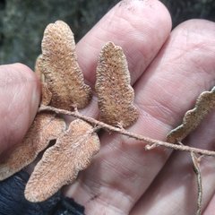 Astrolepis crassifolia