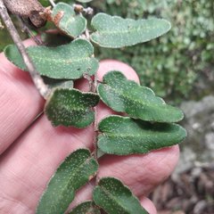 Astrolepis crassifolia