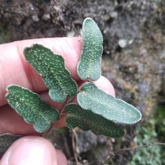 Astrolepis crassifolia