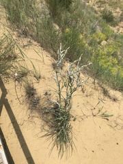 Tragopogon dasyrhynchus