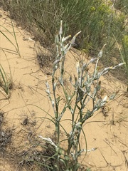 Tragopogon dasyrhynchus