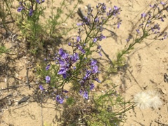 Teucrium orientale