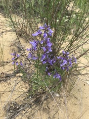 Teucrium orientale