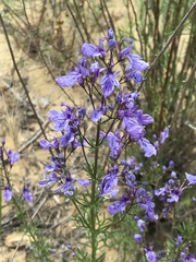 Teucrium orientale