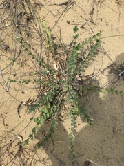 Astragalus dolichophyllus
