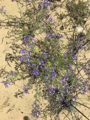 Teucrium orientale