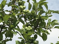 Malus orientalis