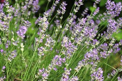 Lavandula angustifolia