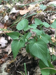 Viola jordanii